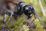 Sandwespe (Ammophila sabulosa)