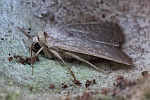 Hellbraune Staubeule (Hoplodrina ambigua)