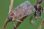 Sptsommer-Bodeneule (Xestia xanthographa)