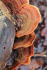 Samtiger Schichtpilz (Stereum subtomentosum)