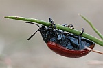 Pappelblattkäfer (Melasoma populi)