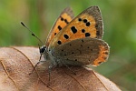 Kleiner Feuerfalter (Lycaena phlaeas)