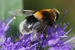 Hummel-Keilfleckschwebfliege (Eristalis instricaria)