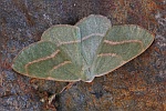 Nadelwald-Spanner (Hylaea fasciaria)