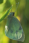 Großer Kohlweißling (Pieris brassicae)