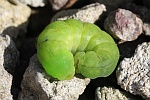 Achateule (Phlogophora meticulosa)