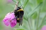 Dunkle Erdhmumel (Bombus terrestris)
