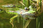 Teichfrosch (Rana esculenta)