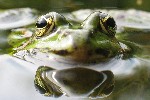 Teichfrosch (Rana esculenta)