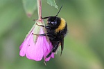 Dunkle Erdhmumel (Bombus terrestris)