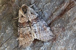 Violettgrauer Eulenspinner (Cymatophorina diluta)