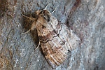 Violettgrauer Eulenspinner (Cymatophorina diluta)