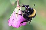 Dunkle Erdhmumel (Bombus terrestris)