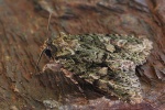 Olivgrne Eicheneule (Dryobotodes eremita)