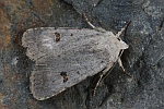 Sdliche Staubeule (Caradrina kadenii)