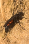 Wegwespe (Anoplius viaticus)