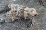 Violettgrauer Eulenspinner