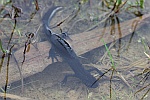 Kammmolch (Triturus cristatus)