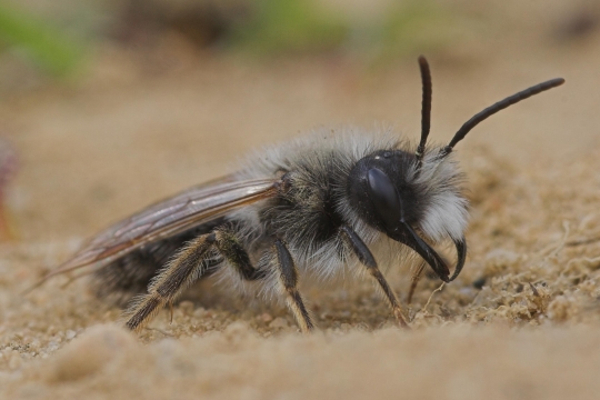 Weidensandbiene (Andrena vaga)