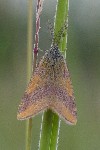 Ampfer-Purpurspanner (Lythria cruentaria)