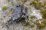 Wechselkrte (Bufo viridis)