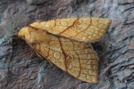 Linden-Gelbeule