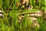 Teichfrosch (Rana esculenta)