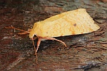 Bleich-Gelbeule
