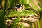 Teichfrosch (Rana esculenta)