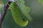 Pappelschwrmer (Laothoe populi)