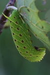 Pappelschwrmer (Laothoe populi)