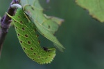 Pappelschwrmer (Laothoe populi)