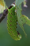 Pappelschwrmer (Laothoe populi)
