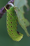 Pappelschwrmer (Laothoe populi)
