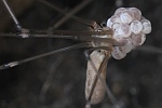 Groe Zitterspinne (Pholcus phalangioides)