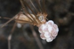 Groe Zitterspinne (Pholcus phalangioides)