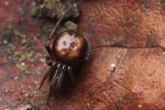 Gewhnliche Fettspinne (Steatoda bipunctata)