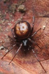 Gewhnliche Fettspinne (Steatoda bipunctata)