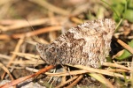 Ockerbindige Samtfalter (Hipparchia semele)