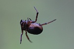 Gewhnliche Fettspinne (Steatoda bipunctata)