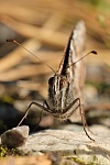 Ockerbindige Samtfalter (Hipparchia semele)