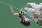Gewhnliche Fettspinne (Steatoda bipunctata)