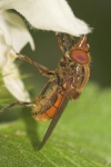 Schnauzenschwebfliege (Rhingia campestris)