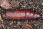 Ligusterschwrmer (Sphinx ligustri)