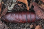 Ligusterschwrmer (Sphinx ligustri)