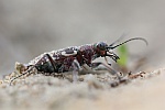 Brauner Sandlaufkfer (Cicindela hybrida)