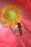 Gegrtelte Schwebfliege (Episyrphus balteatus)