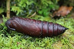 Ligusterschwrmer (Sphinx ligustri)