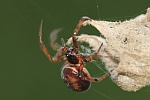 Gewhnliche Fettspinne (Steatoda bipunctata)
