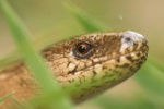 Blindschleiche (Anguis fragilis)